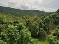 Sector El Verde - Camino al Yunque